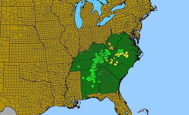 The range of Lysimachia tonsa